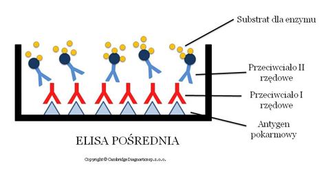 elisa test znacenje|elisa metoda pregled.